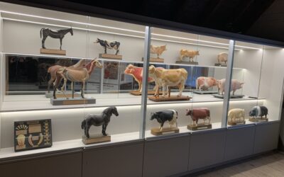 Ausgestellte Tiermodelle im Landwirtschaftlichen Museum